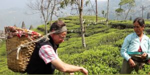 Ray Marcotte picking tea leaves